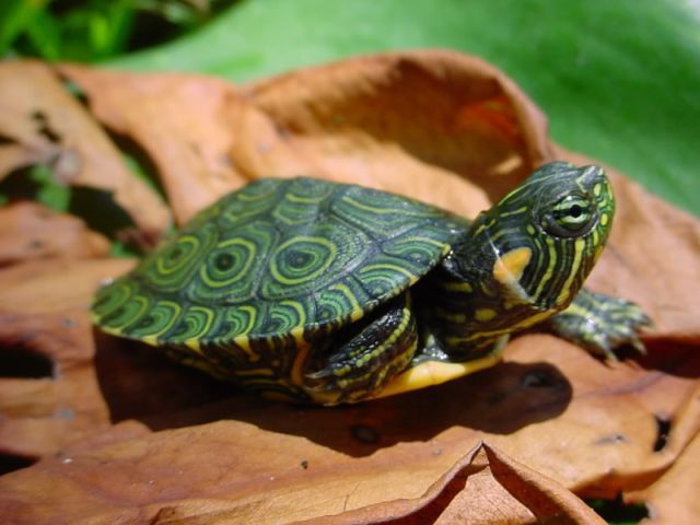 Породы черепах в Волгореченске | ЗооТом портал о животных