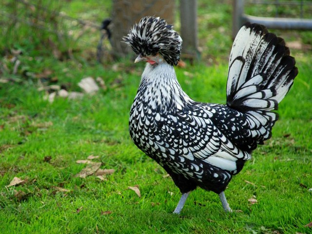 Породы куриц | ЗооТом - продажа, вязка и услуги для животных в Волгореченске
