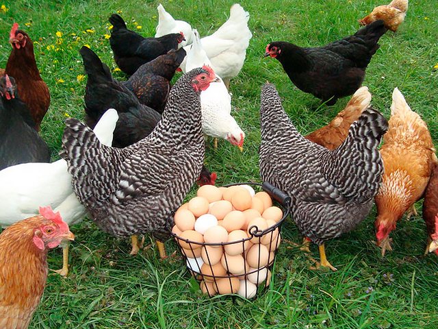 Содержание кур и уход за ними | ЗооТом - продажа, вязка и услуги для животных в Волгореченске