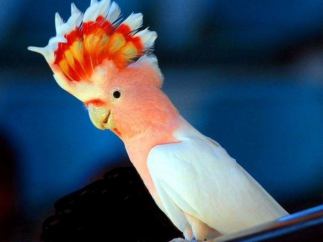Породы попугаев | ЗооТом - продажа, вязка и услуги для животных в Волгореченске