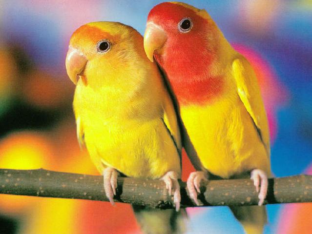 Породы попугаев | ЗооТом - продажа, вязка и услуги для животных в Волгореченске