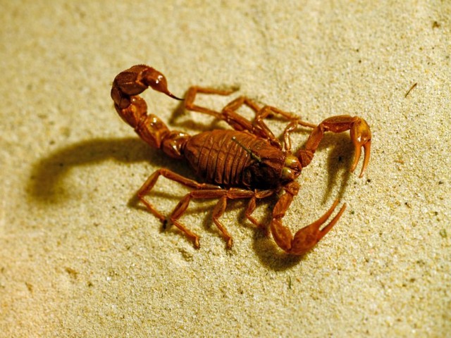 Породы скорпионов в Волгореченске | ЗооТом портал о животных