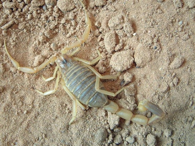 Содержание скорпионов и уход за ними в Волгореченске | ЗооТом портал о животных