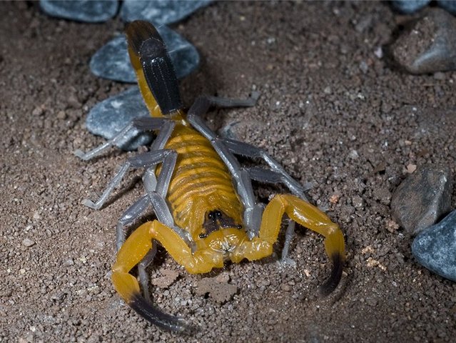 Содержание скорпионов и уход за ними в Волгореченске | ЗооТом портал о животных