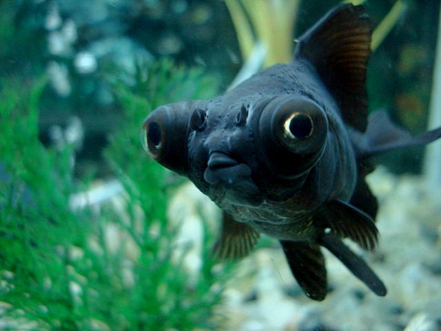 Породы аквариумных рыбок в Волгореченске | ЗооТом портал о животных