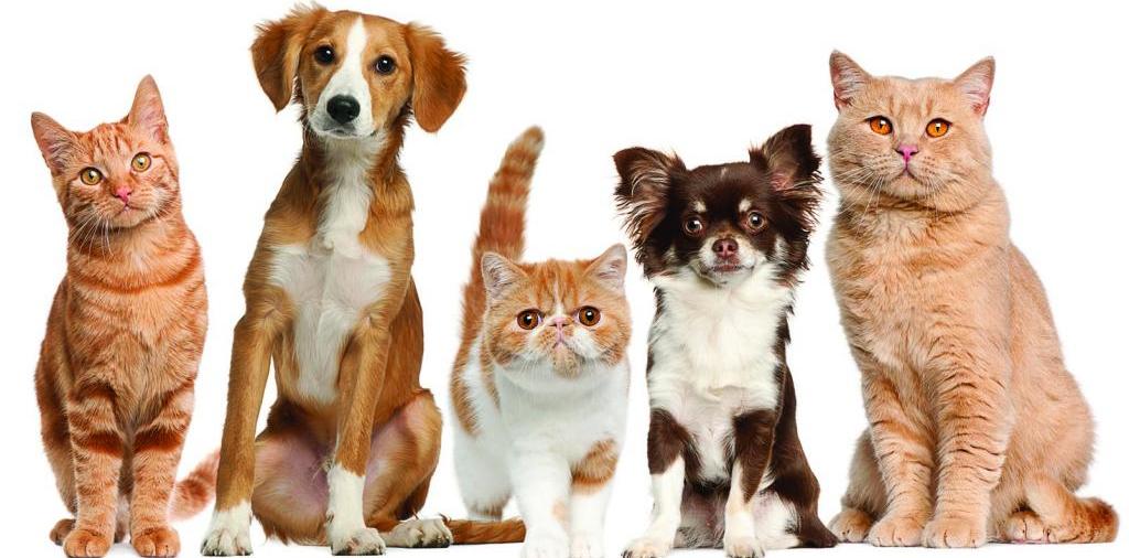 Доска объявлений о животных | ЗооТом - продажа, вязка и услуги для животных в Волгореченске
