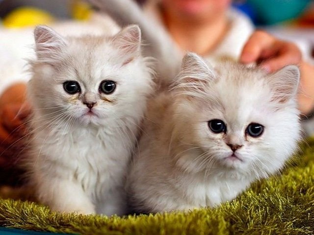 Породы кошек в Волгореченске | ЗооТом портал о животных