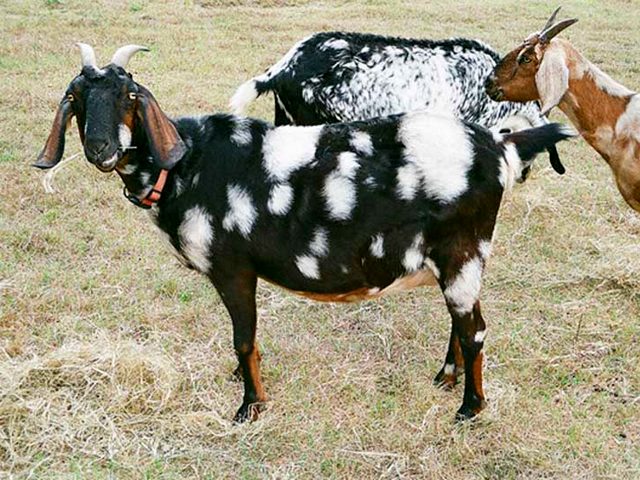 Породы коз в Волгореченске | ЗооТом портал о животных
