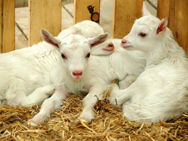 Содержание коз и уход за ними в Волгореченске | ЗооТом портал о животных