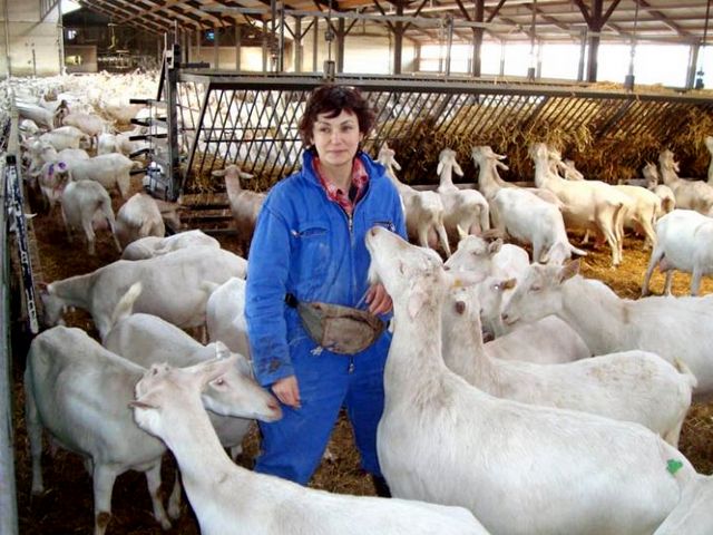 Содержание коз и уход за ними в Волгореченске | ЗооТом портал о животных