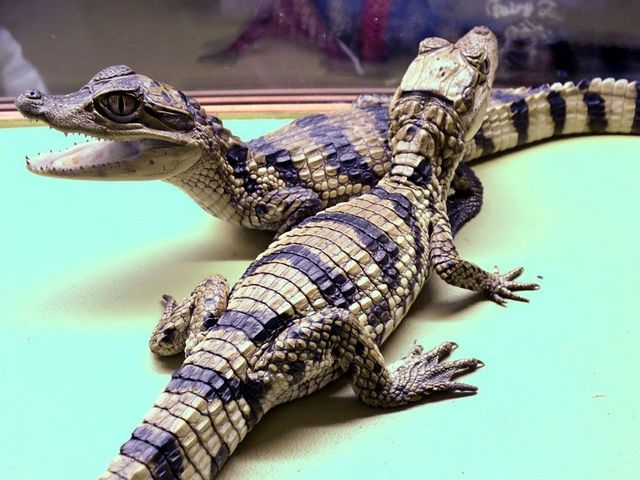 Все о крокодилах в Волгореченске | ЗооТом портал о животных