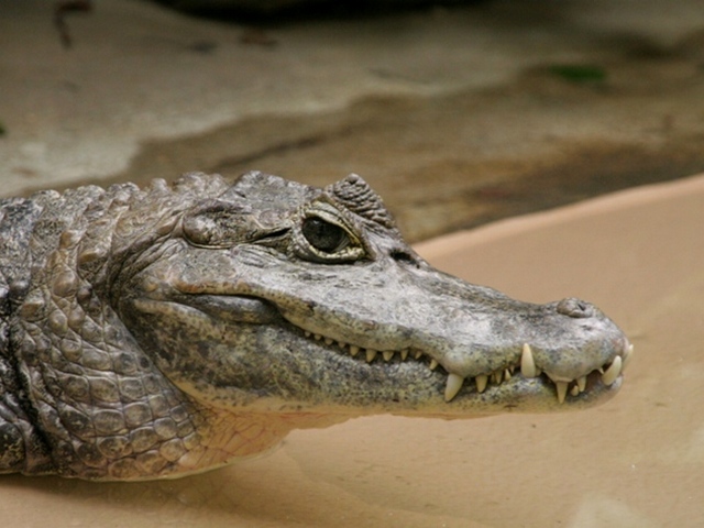 Все о крокодилах в Волгореченске | ЗооТом портал о животных