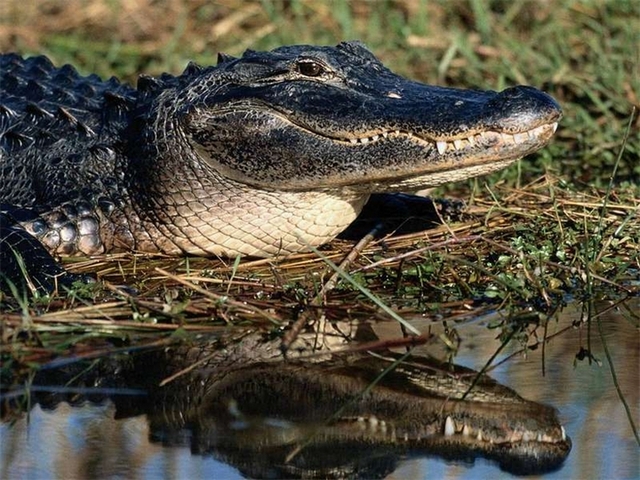 Породы крокодилов в Волгореченске | ЗооТом портал о животных