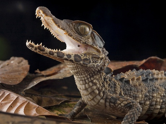 Содержание крокодилов и уход за ними в Волгореченске | ЗооТом портал о животных