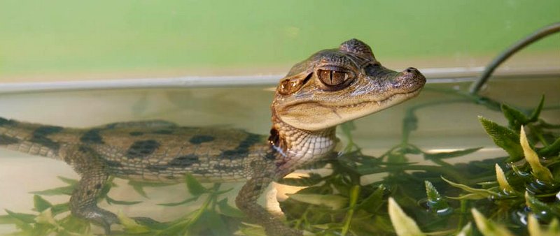 Содержание крокодилов и уход за ними в Волгореченске | ЗооТом портал о животных