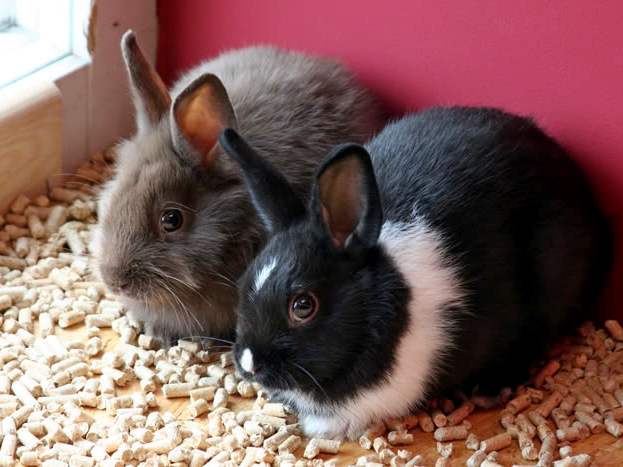 Содержание кроликов и уход за ними в Волгореченске | ЗооТом портал о животных