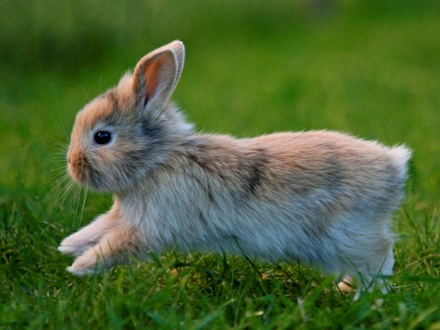 Статьи о кроликах в Волгореченске | ЗооТом портал о животных