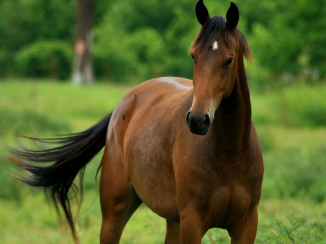 Содержание лошадей и уход за ними в Волгореченске | ЗооТом портал о животных
