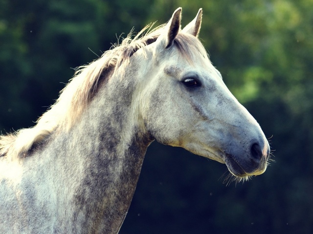 Уход за лошадьми в Волгореченске | ЗооТом портал о животных