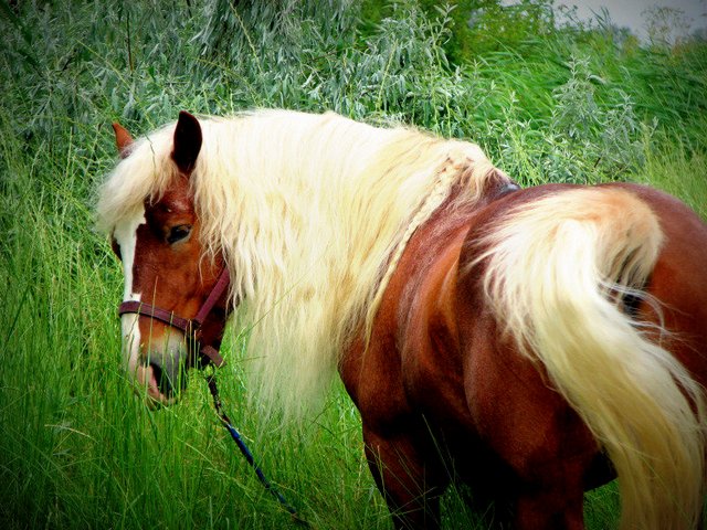 Породы лошадей в Волгореченске | ЗооТом портал о животных