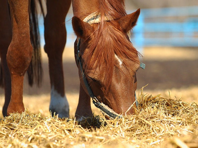 Содержание лошадей в Волгореченске | ЗооТом портал о животных