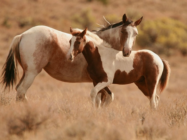 Интересные факты лошадях в Волгореченске | ЗооТом портал о животных