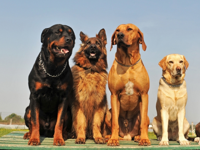 Крупные породы собак в Волгореченске | ЗооТом портал о животных