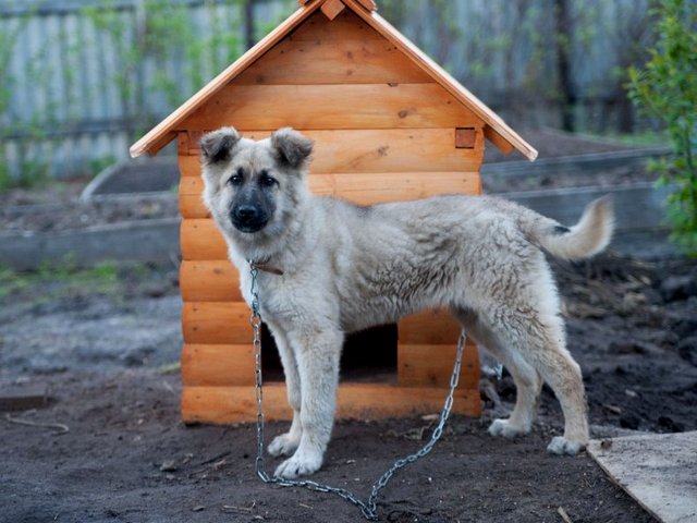 Все о собаках в Волгореченске