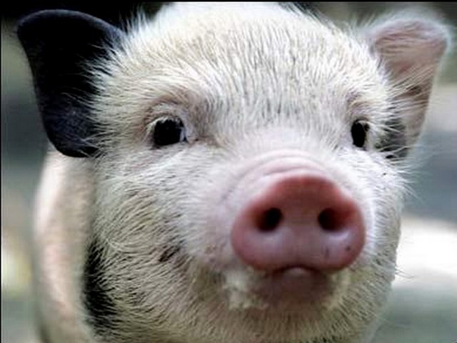 Породы свиней в Волгореченске | ЗооТом портал о животных