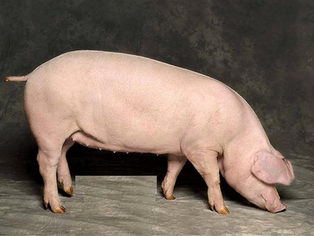 Породы свиней в Волгореченске | ЗооТом портал о животных