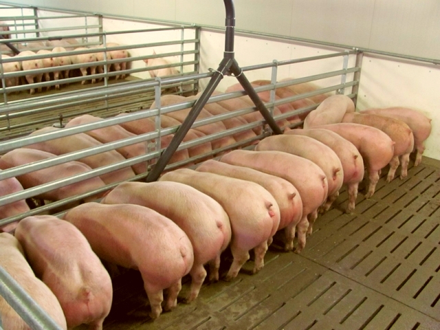 Содержание свиней и уход за ними в Волгореченске | ЗооТом портал о животных