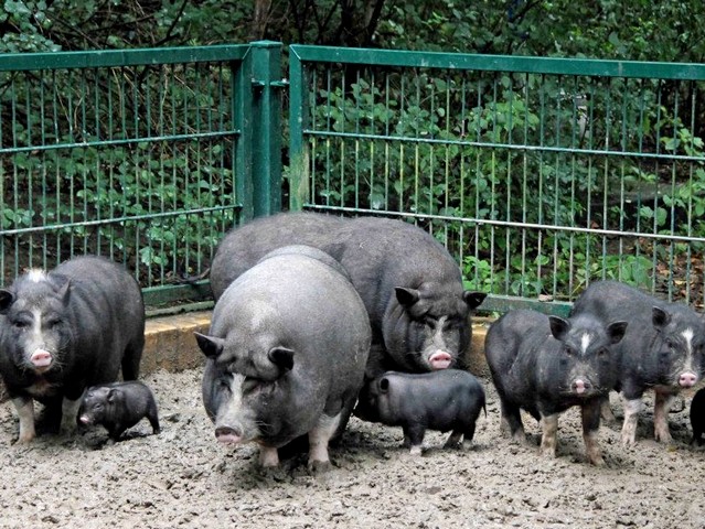 Содержание свиней и уход за ними в Волгореченске | ЗооТом портал о животных
