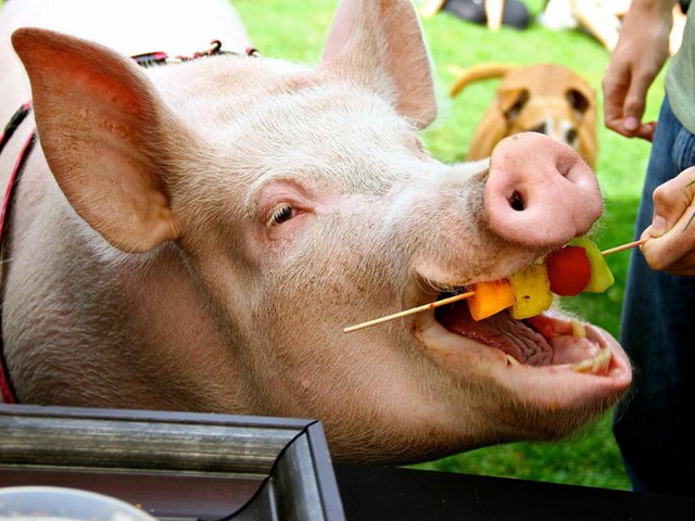 Статьи о свиньях в Волгореченске | ЗооТом портал о животных